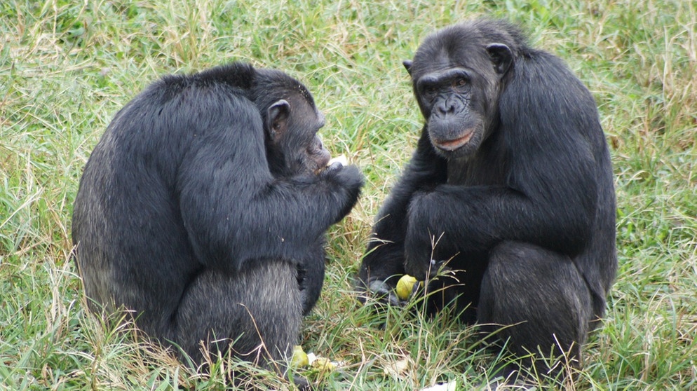 Schimpansen beim Fressen geschlossene Haltung